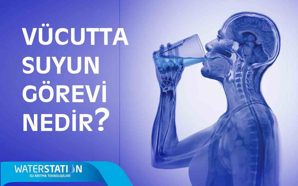 Vücudumuzda suyun asıl görevi nedir?